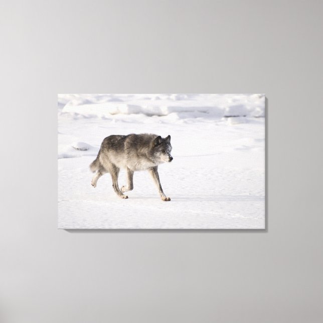 Wolf läuft im Schnee Leinwanddruck (Vorderseite)