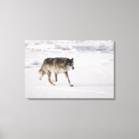 Wolf läuft im Schnee