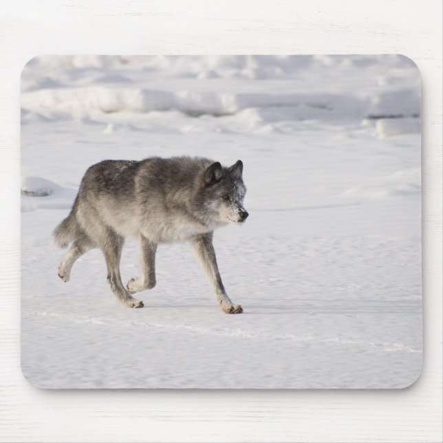 Wolf läuft im Schnee Mousepad (Vorne)