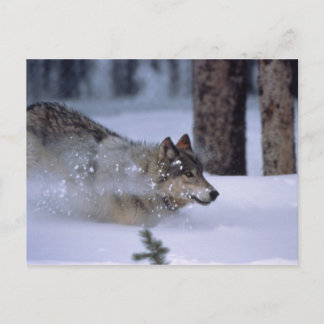 Wolf läuft im Schnee Postkarte