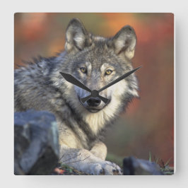 Wolf Liebhaber Kunst Quadratische Wanduhr