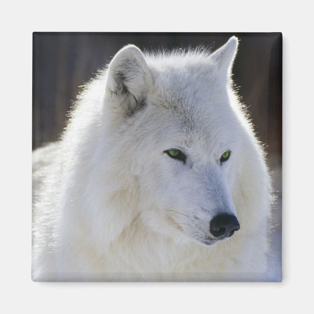 Wolf Magnet (Vorne)