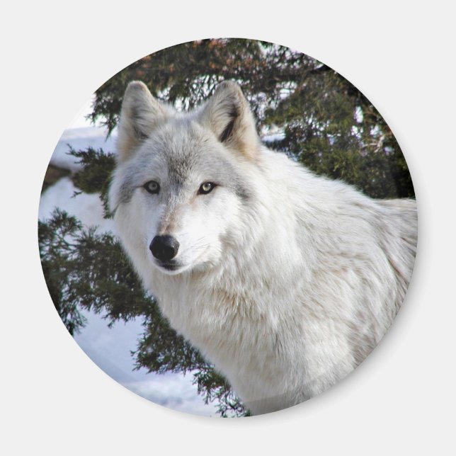 Wolf Magnet (Vorne)