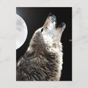 XXL-Ansichtskarte ein heulender Wolf im Abendrot howling wolf in dusk 