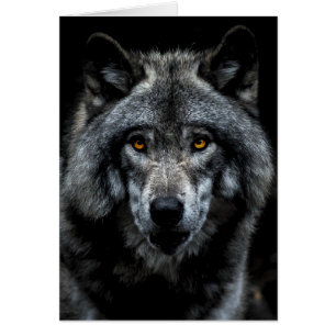 Wolf Orange Yeux Nature animale sauvage