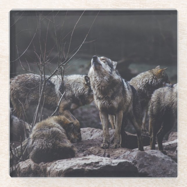 Wolf Pack Glasuntersetzer (Vorderseite)