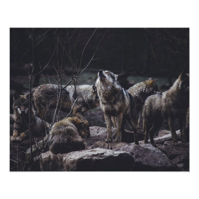 Wolf Pack Poster (Vorderseite)