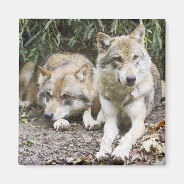 Wolf Pair Ruhen im Wald Wildlife Magnet (Vorne)