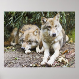 Wolf Pair Ruhen im Wald Wildlife Poster