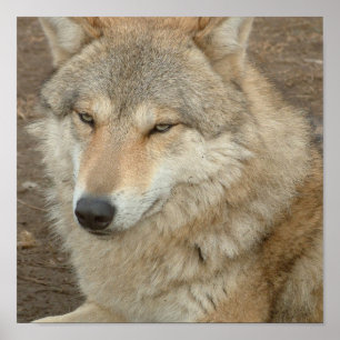 Wolf-Plakat-Druck Poster