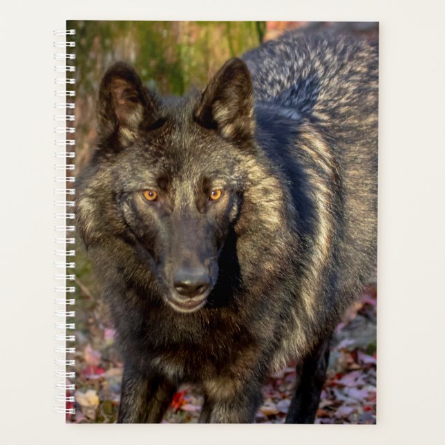 Wolf-Planer 2024 Planer (Vorderseite)