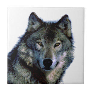 Wolf Portrait Fliese