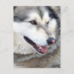 Wolf Portrait Postkarte