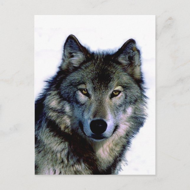 Wolf Portrait Postkarte (Vorderseite)
