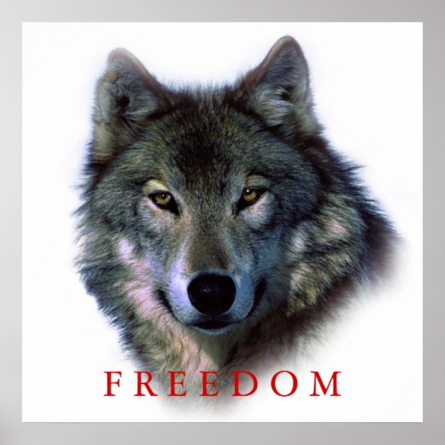 Wolf Portrait Square Freedom Poster Print (Vorne)