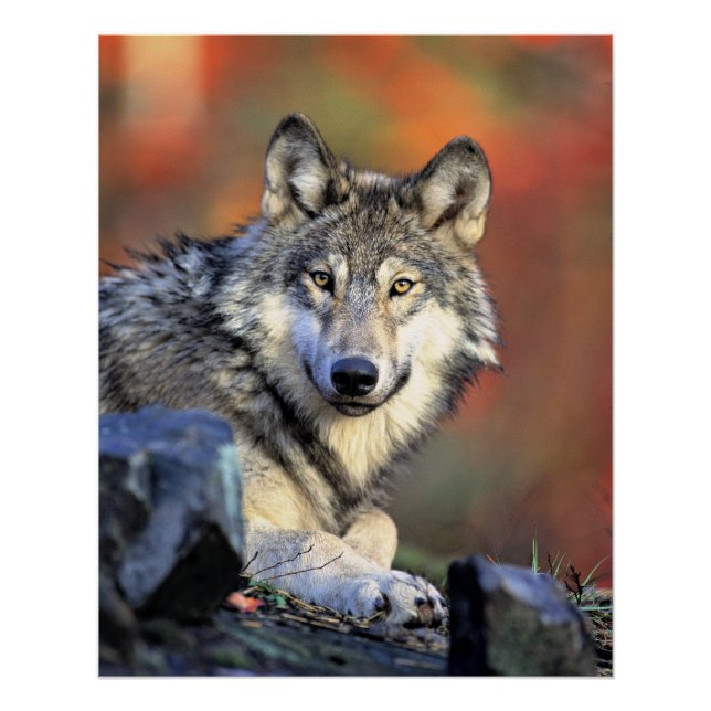 Wolf-Porträt Poster (Vorderseite)