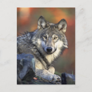 Wolf Postcard Postkarte