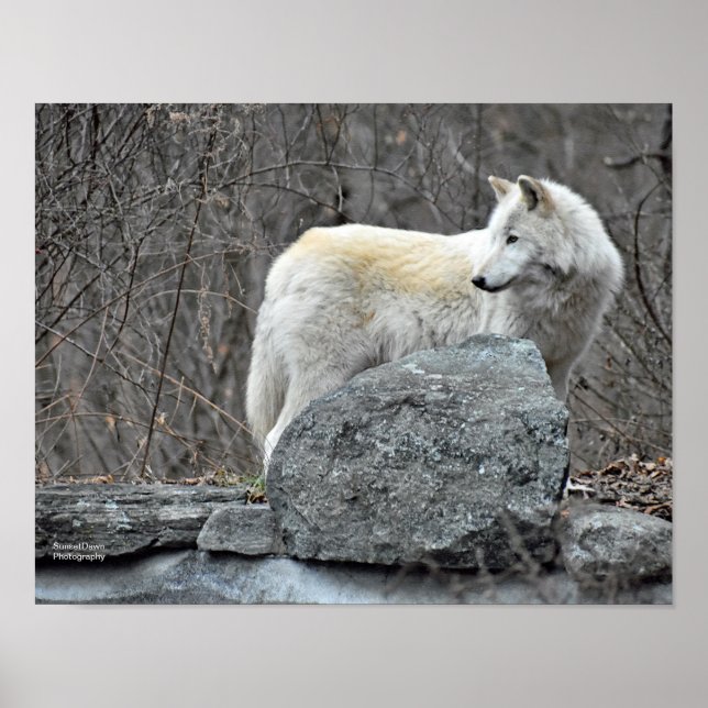 Wolf Poster (Vorne)