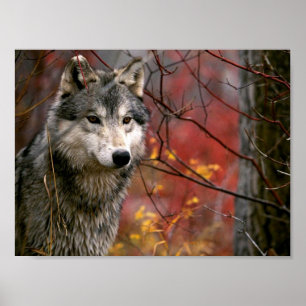 Wolf Poster
