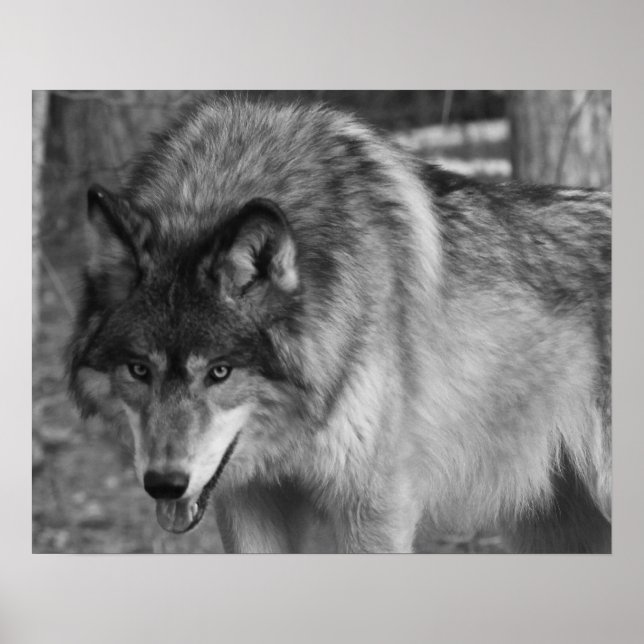 Wolf Poster (Vorne)