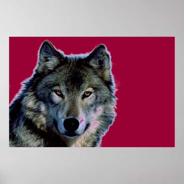Wolf Poster (Vorne)