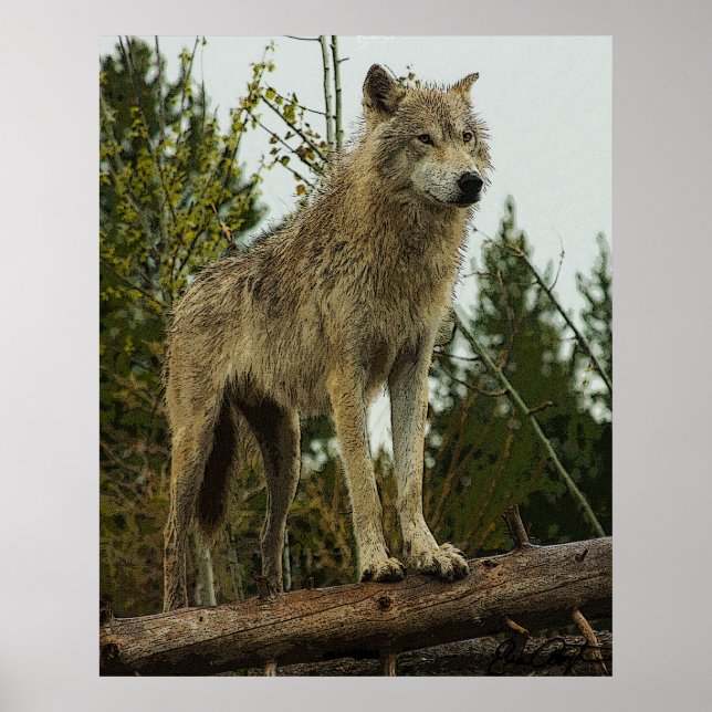 Wolf Poster (Vorne)