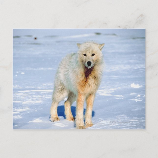 Wolf Postkarte (Vorderseite)