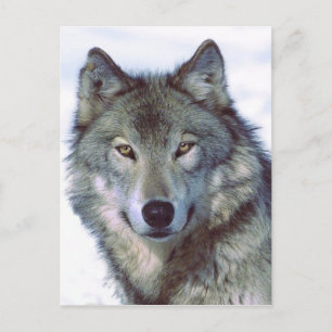 Wolf Postkarte
