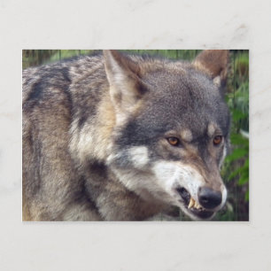 Wolf Postkarte