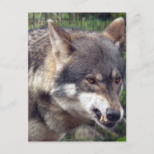 Wolf Postkarte (Vorderseite)