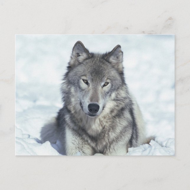 Wolf Postkarte (Vorderseite)
