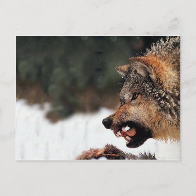 Wolf Postkarte (Vorderseite)