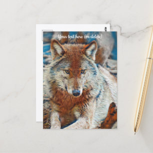 Wolf Postkarte