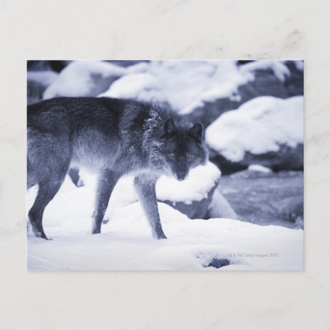 Wolf Postkarte (Vorderseite)