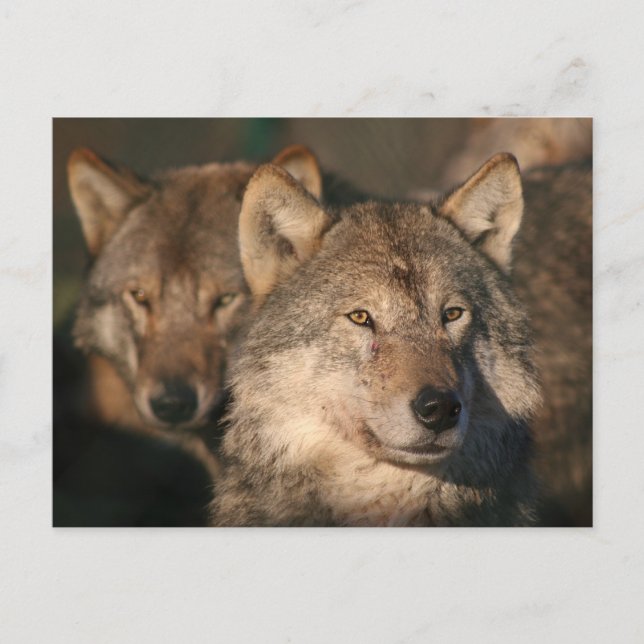 Wolf Postkarte (Vorderseite)