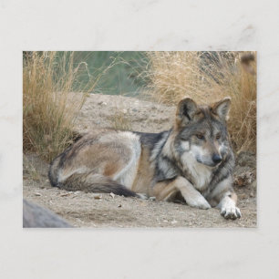 Wolf Postkarte