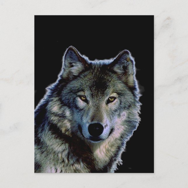 Wolf Postkarte (Vorderseite)