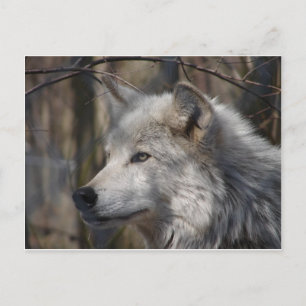 Wolf Postkarte