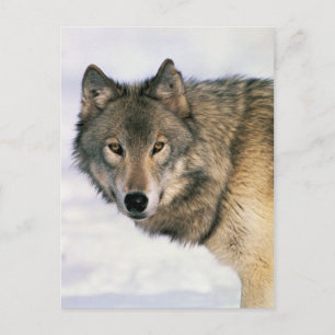 Wolf-Postkarten Postkarte