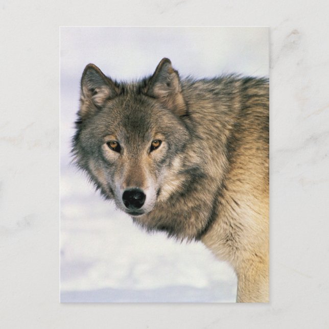 Wolf-Postkarten Postkarte (Vorderseite)