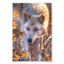 Wolf Puppy AUTUMN FARBEN