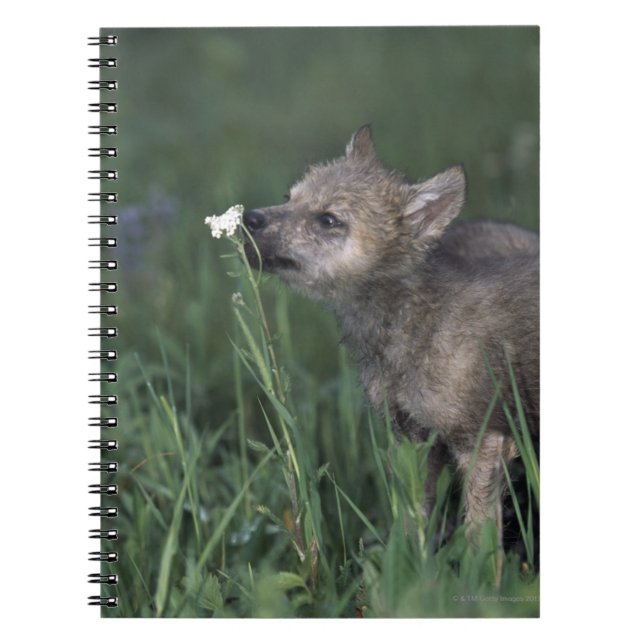 Wolf Puppy Sniffing Mountain Wildblume Notizblock (Vorderseite)