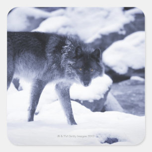 Wolf Quadratischer Aufkleber