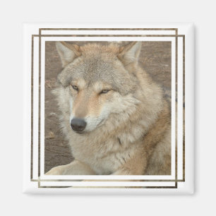 Wolf-quadratischer Magnet