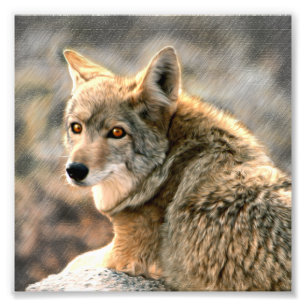 Wolf-Regen-grafische Kunst Fotodruck