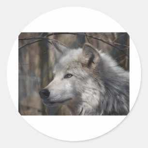 Wolf Runder Aufkleber