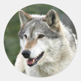 Wolf Runder Aufkleber