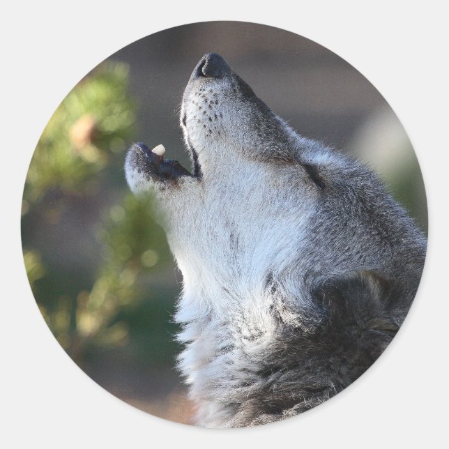 Wolf Runder Aufkleber (Vorderseite)