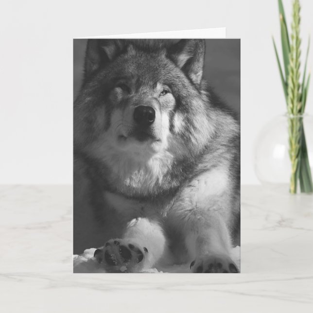 WOLF SNOW PHOTOGRAPHIE CARTE D'ANNIVERSAIRE (Devant)