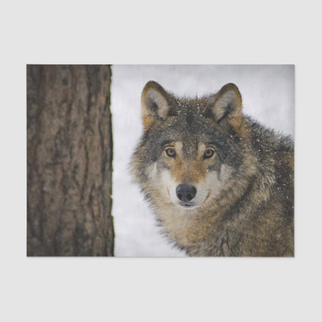 Wolf Snow Tree Foto Seidenpapier (Vorderseite)